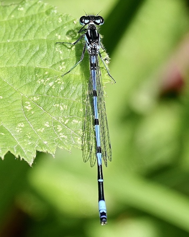 variable damselfly